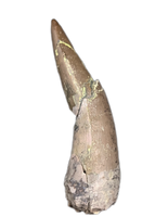 Odd Phytosaur Tooth, Chinle Formation