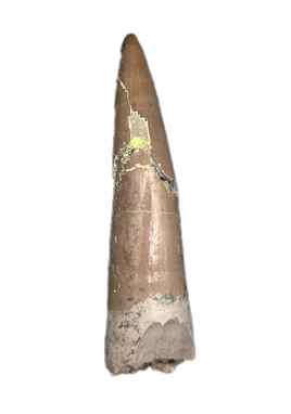 Odd Phytosaur Tooth, Chinle Formation