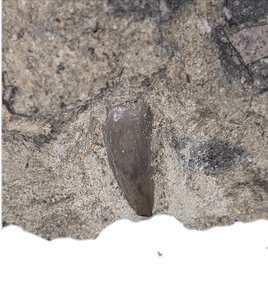 Archosaur (Rauisuchid?) Tooth on Matrix, Chinle Formation