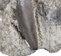 Archosaur (Rauisuchid?) Tooth on Matrix, Chinle Formation