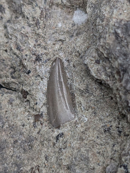 Archosaur (Rauisuchid?) Tooth on Matrix, Chinle Formation