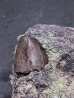 3 Archosaur Teeth on Matrix, Chinle Formation