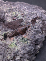 3 Archosaur Teeth on Matrix, Chinle Formation