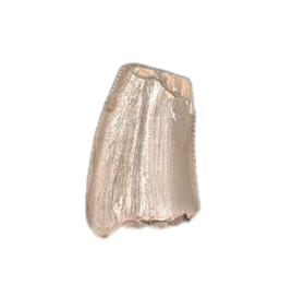 Rauisuchid Tooth, Chinle Formation