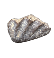 Arganodus (Lungfish) Tooth, Chinle Formation