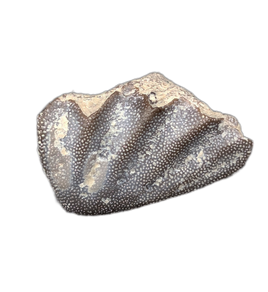 Arganodus (Lungfish) Tooth, Chinle Formation