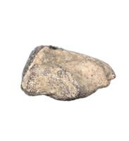 Arganodus (Lungfish) Tooth, Chinle Formation