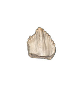 Kwanasaurus? (Dinosauromorph) Tooth, Chinle Formation, Arizona