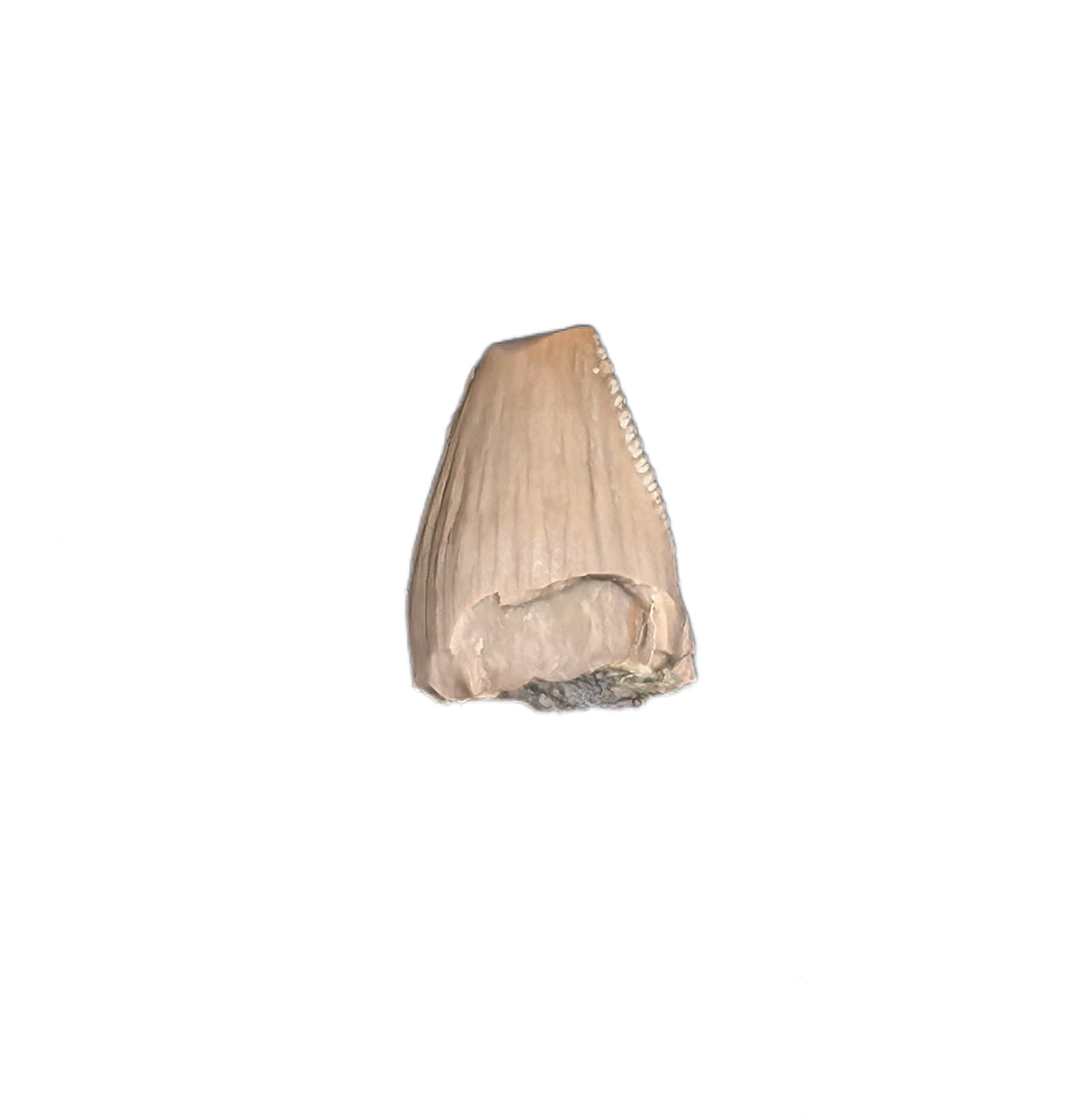 Aetosaur Tooth, Chinle Formation| The Daily Rex
