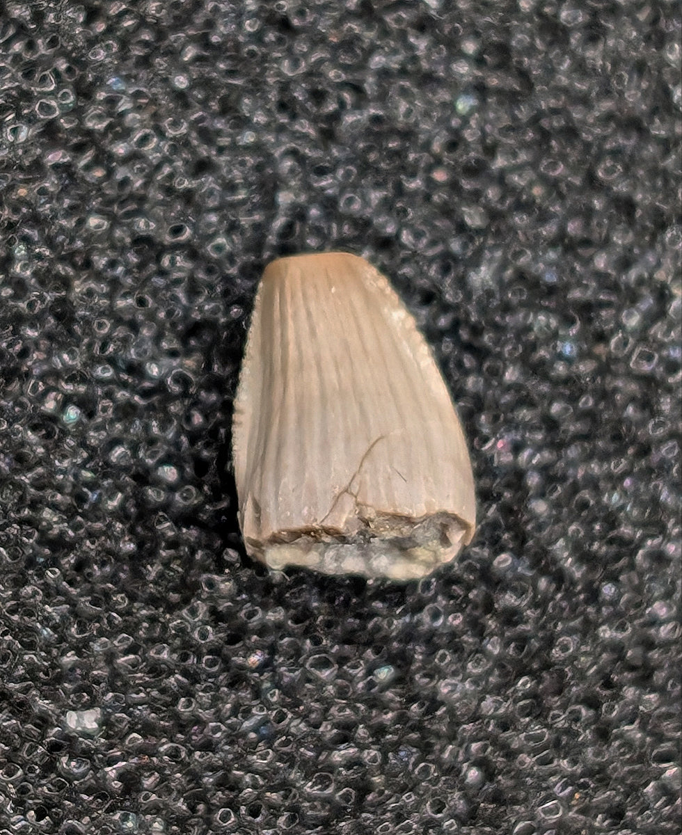 Aetosaur Tooth, Chinle Formation| The Daily Rex