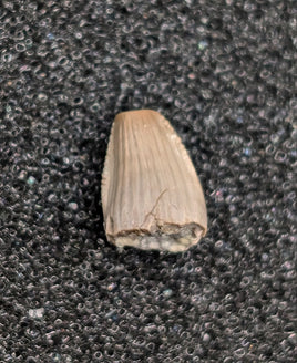 Aetosaur Tooth, Chinle Formation