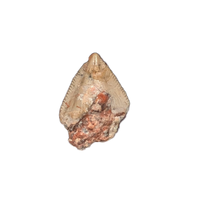 Unknown Herbivorous Archosaur Tooth, Chinle Formation