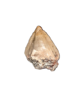 Unknown Herbivorous Archosaur Tooth, Chinle Formation