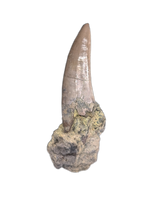 Large Postosuchus (Rauisuchid) Tooth, Chinle Formation