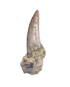Large Postosuchus (Rauisuchid) Tooth, Chinle Formation