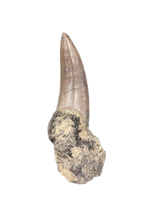 Large Postosuchus (Rauisuchid) Tooth, Chinle Formation