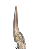 Large Postosuchus (Rauisuchid) Tooth, Chinle Formation