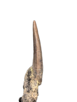 Large Postosuchus (Rauisuchid) Tooth, Chinle Formation