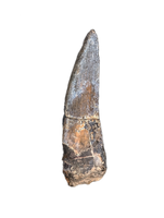 Suchomimus Tooth