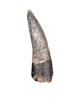 Suchomimus Tooth