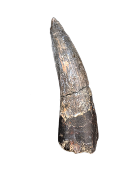 Suchomimus Tooth