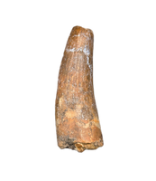 Suchomimus Tooth