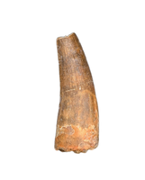 Suchomimus Tooth