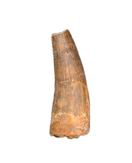 Suchomimus Tooth