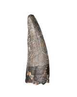 Suchomimus Tooth