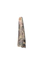 Suchomimus Tooth