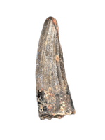 Suchomimus Tooth