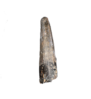 Suchomimus Tooth