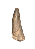 Suchomimus Tooth