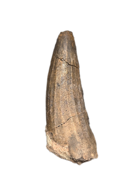 Suchomimus Tooth