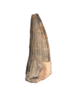 Suchomimus Tooth