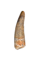 Suchomimus Tooth