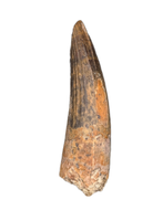 Suchomimus Tooth