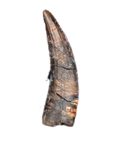 Suchomimus Tooth