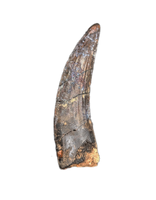 Suchomimus Tooth