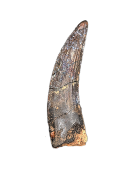 Suchomimus Tooth