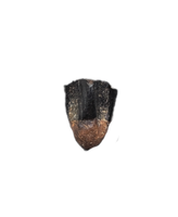 Parasaurolophus Tooth, Judith River Formation