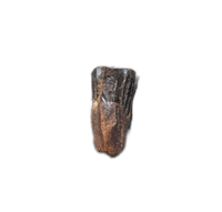 Parasaurolophus Tooth, Judith River Formation