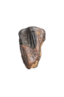 Parasaurolophus Tooth, Judith River Formation