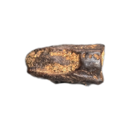 Parasaurolophus Tooth, Judith River Formation