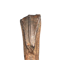 Rooted Hadrosaur Tooth, Judith River Formation