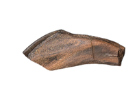 Rooted Hadrosaur Tooth, Judith River Formation