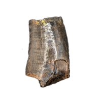 Tyrannosaur Tooth, Judith River Formation