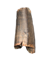 Tyrannosaur Tooth, Judith River Formation