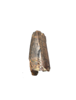 Tyrannosaur Tooth, Judith River Formation