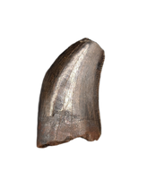 Tyrannosaur Tooth, Judith River Formation